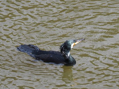 泳ぐカワウ.jpg