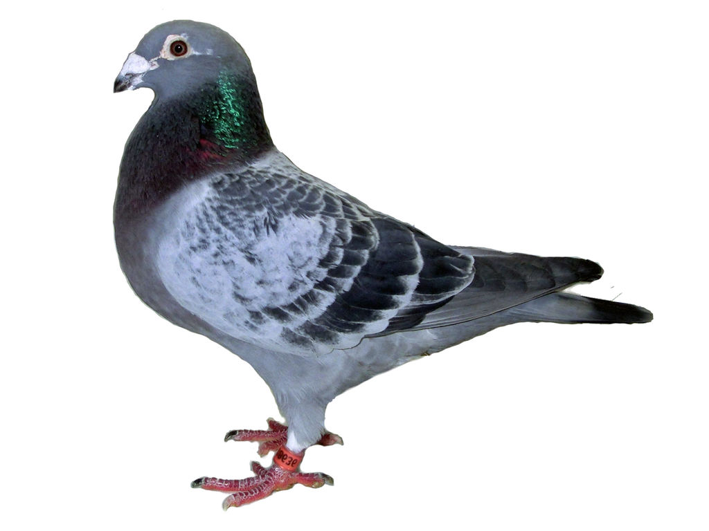 種鳩 写真 tom loft の レース鳩 飼育日誌 種鳩 写真 tom loft の レース鳩 飼育日誌