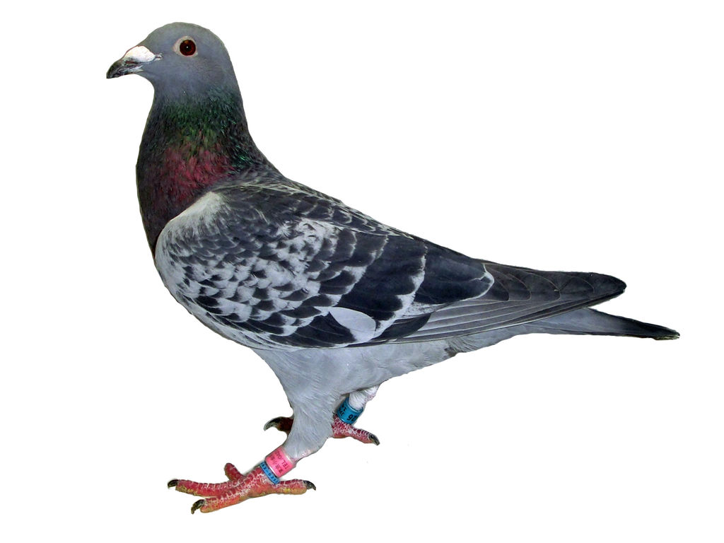 種鳩 写真 tom loft の レース鳩 飼育日誌 種鳩 写真 tom loft の レース鳩 飼育日誌