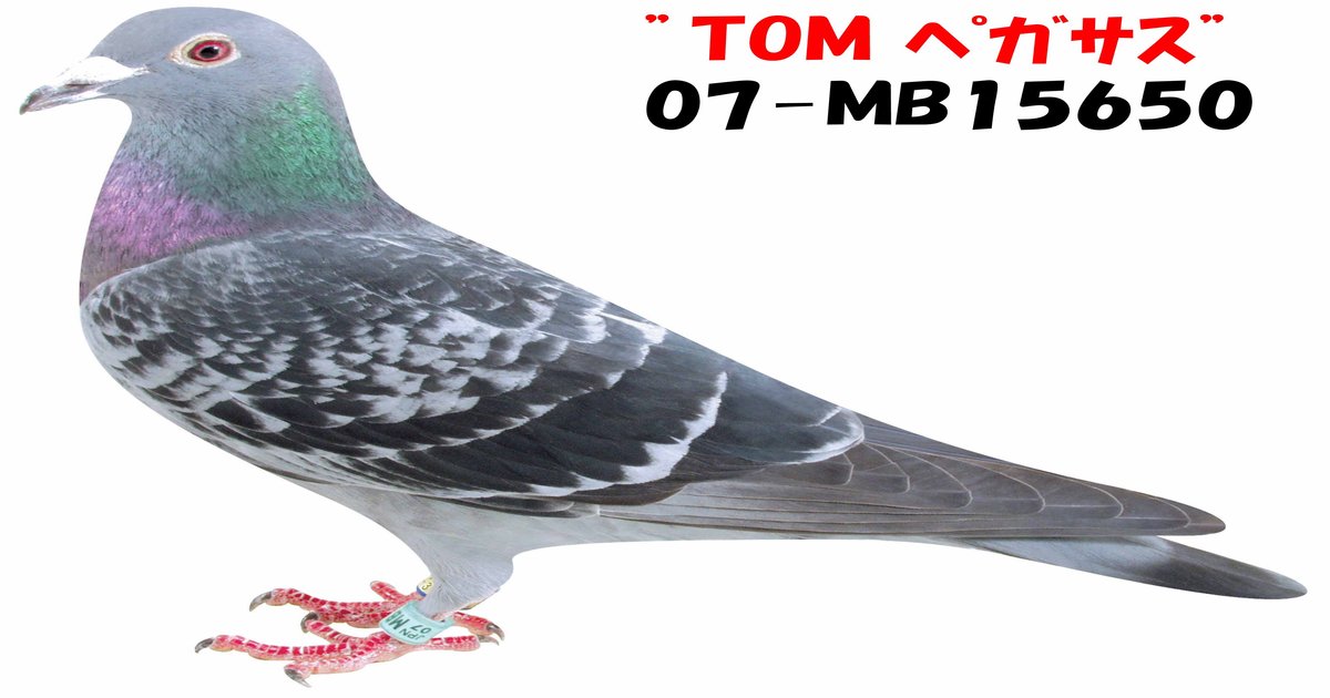 鉄の鳩 レース鳩モールオークション - 出品鳩18FF00250 BC
