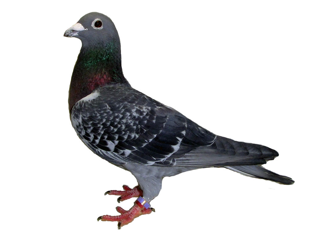種鳩 写真 tom loft の レース鳩 飼育日誌 種鳩 写真 tom loft の レース鳩 飼育日誌