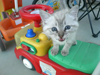 あぁ、トマコの生きる道【４コマ漫画】