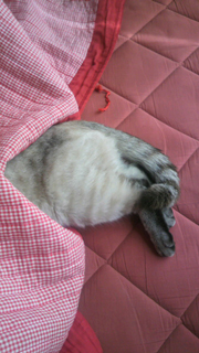 あぁ、トマコの生きる道【４コマ漫画】