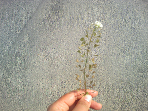 あぁ、トマコの生きる道-カラカラ…いい音します♪