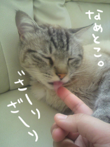 あぁ、トマコの生きる道【マンガ】