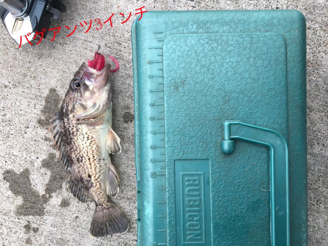 苫西キラキラ公園ロックフィッシング Salt Fresh北海道釣りブログ 苫西キラキラ公園ロックフィッシング Salt Fresh北海道釣りブログ