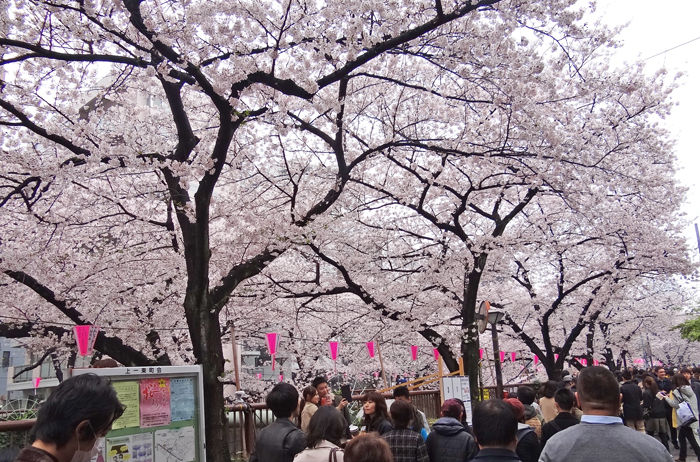 0目黒川桜3700