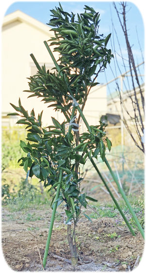 ���Ȥ���ǯʪ300