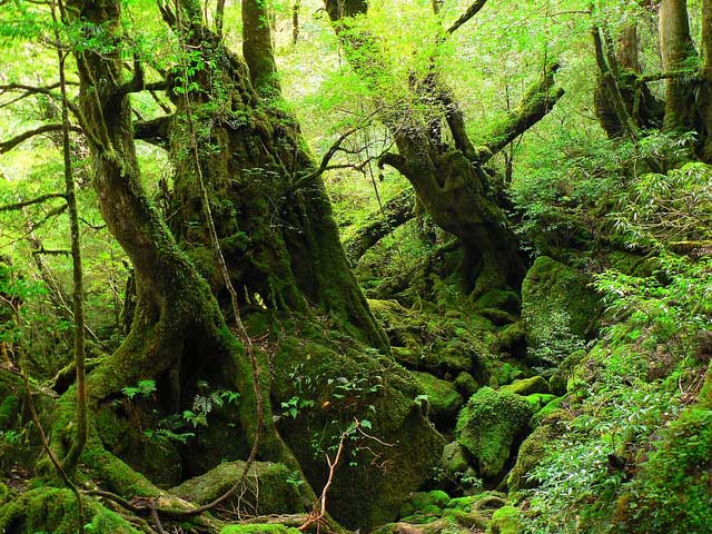 0苔むす森640