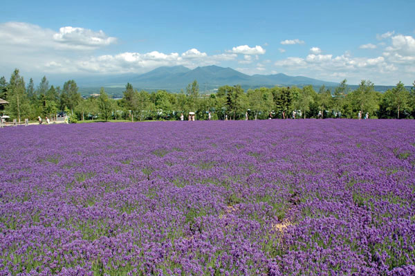 富田農場のラベンダー畑