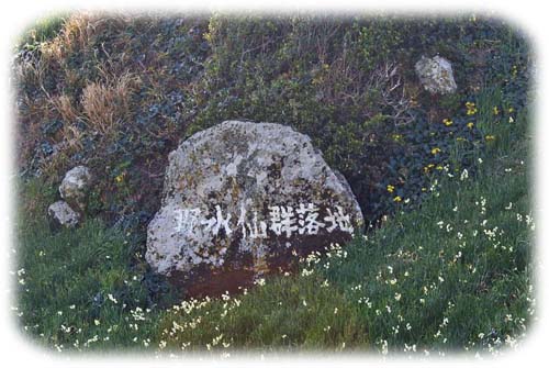 0水仙群落地石500