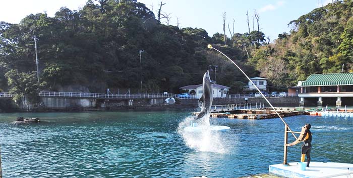 0イルカのジャンプ700