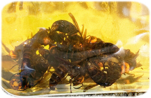 スズメバチ酒 : 麻生区 はるひ野・若葉台・黒川の生活事典