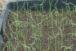 ���ޤͤ�����250