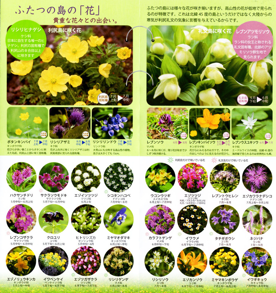島の花1200