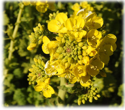 0菜の花400