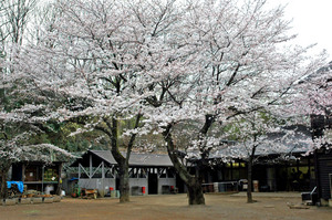 sakura