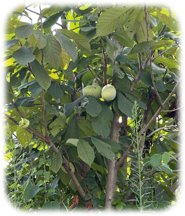 �ݥݡ�600