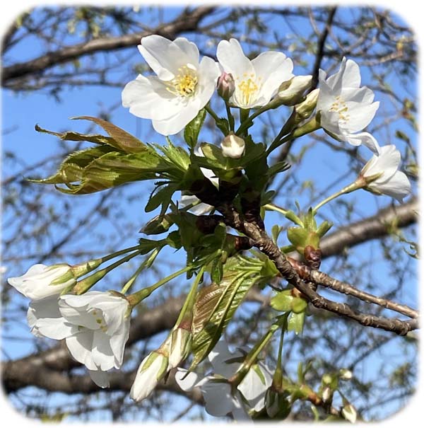 ��ޥ�����600