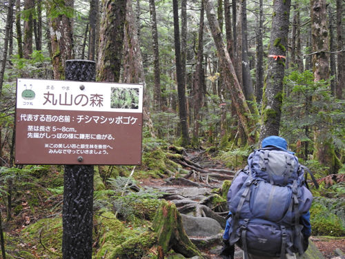 0円山の森を行く500