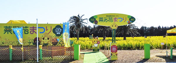 0伊良湖菜の花ガーデン700