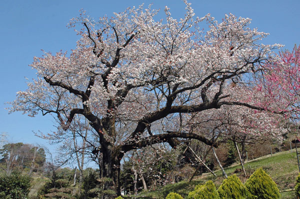 山桜全景