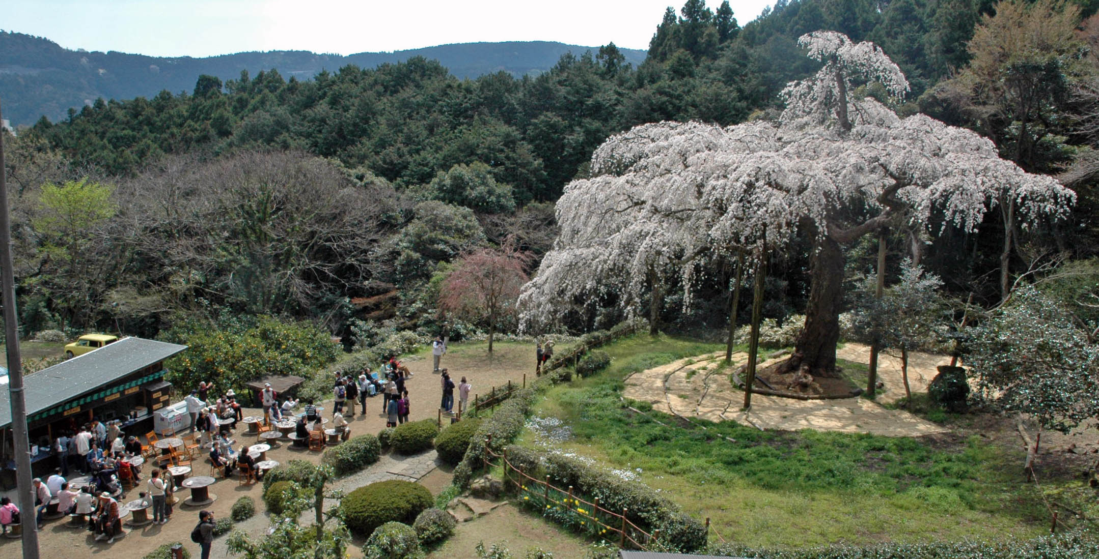 麻生区 はるひ野 若葉台 黒川の生活事典 長興山紹太寺の枝垂れ桜 かながわの名木100選 麻生区 はるひ野 若葉台 黒川の生活事典 長興山紹太寺の枝垂れ桜 かながわの名木100選