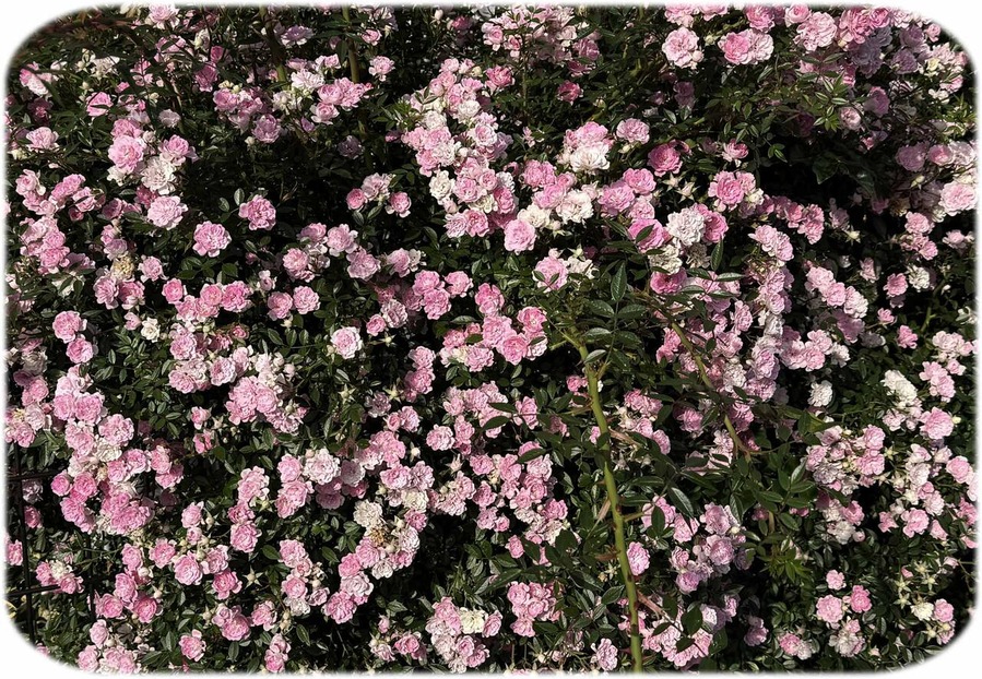 rose21000