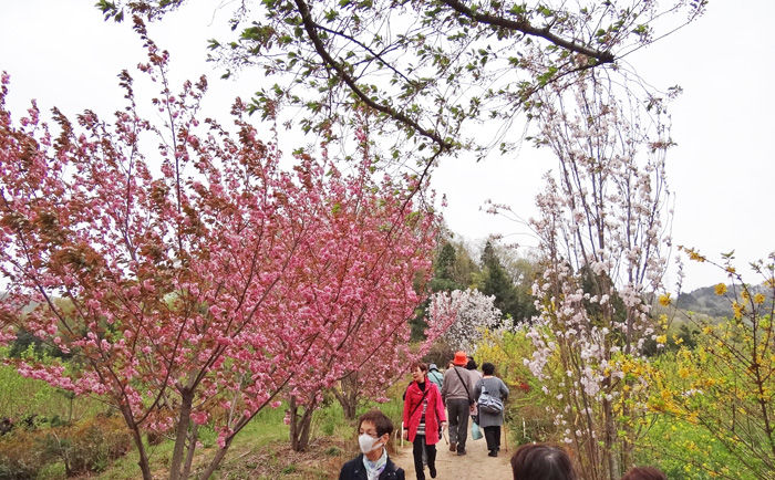 0花見山公園700