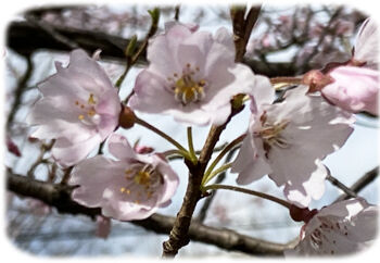 0���ɥҥ���350