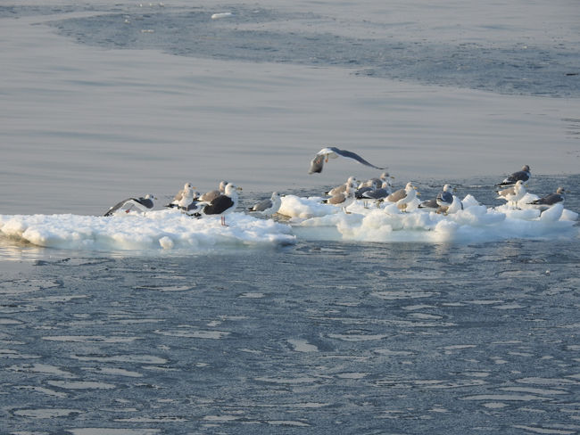 0ήɹ�ξ�ǵ٤�Ļ650