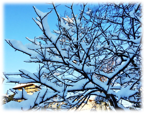 0禅寺丸柿に積もった雪600