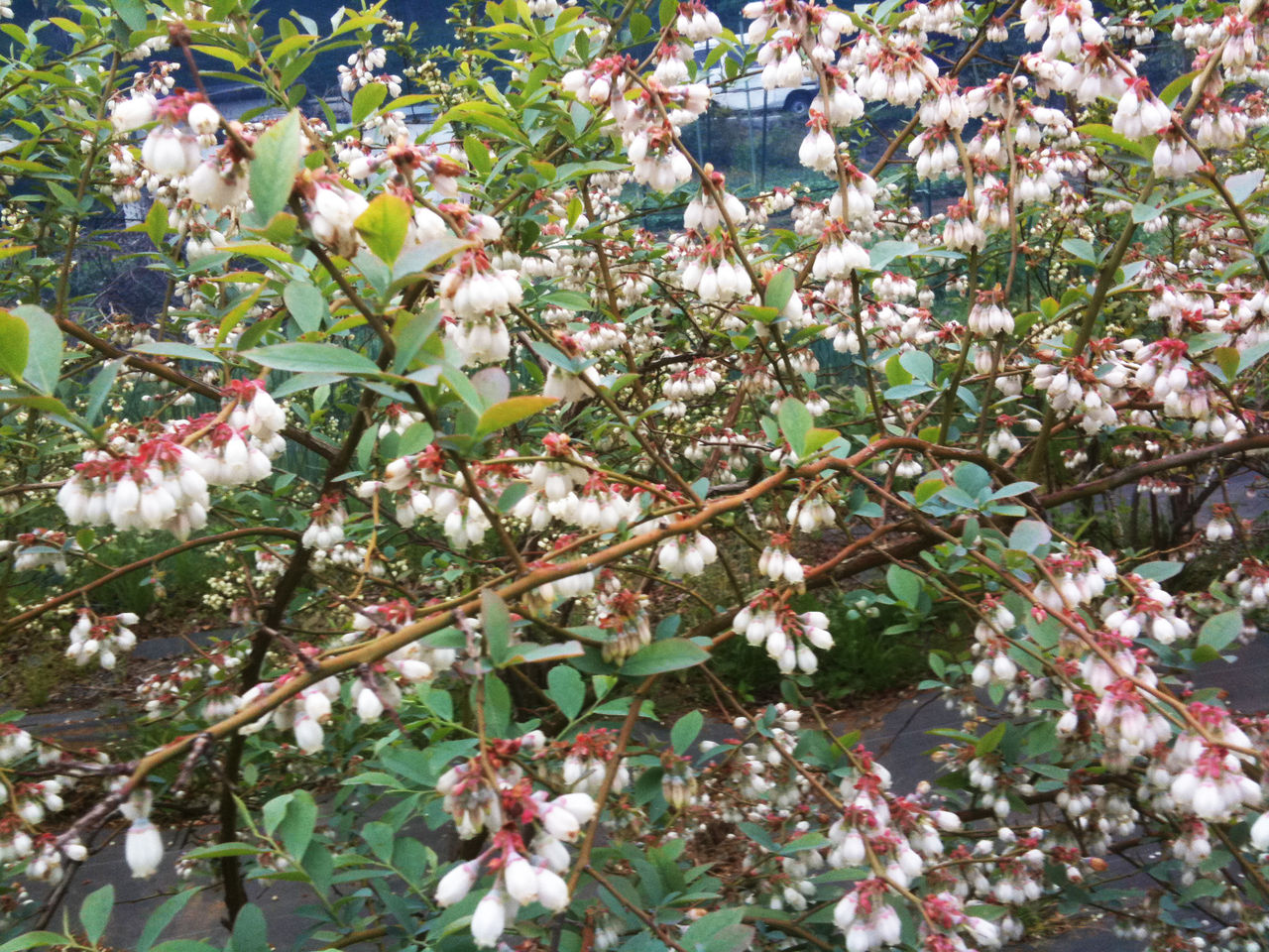 ラビットアイ2230505