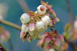 ブルーベリー5250