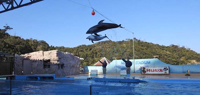 0イルカの大ジャンプ700
