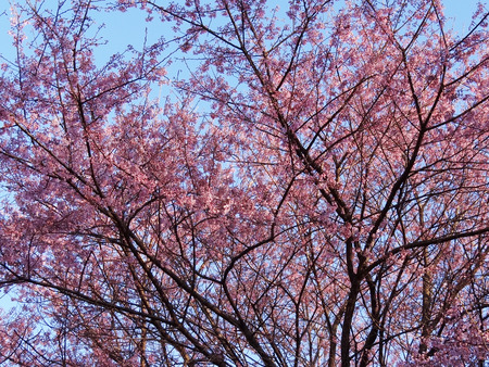 ������ߣ�