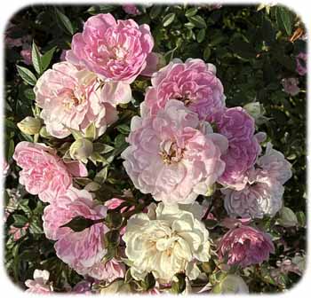 rose3350