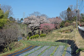 畑と山桜