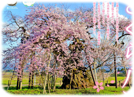 0千歳桜パンフレット450