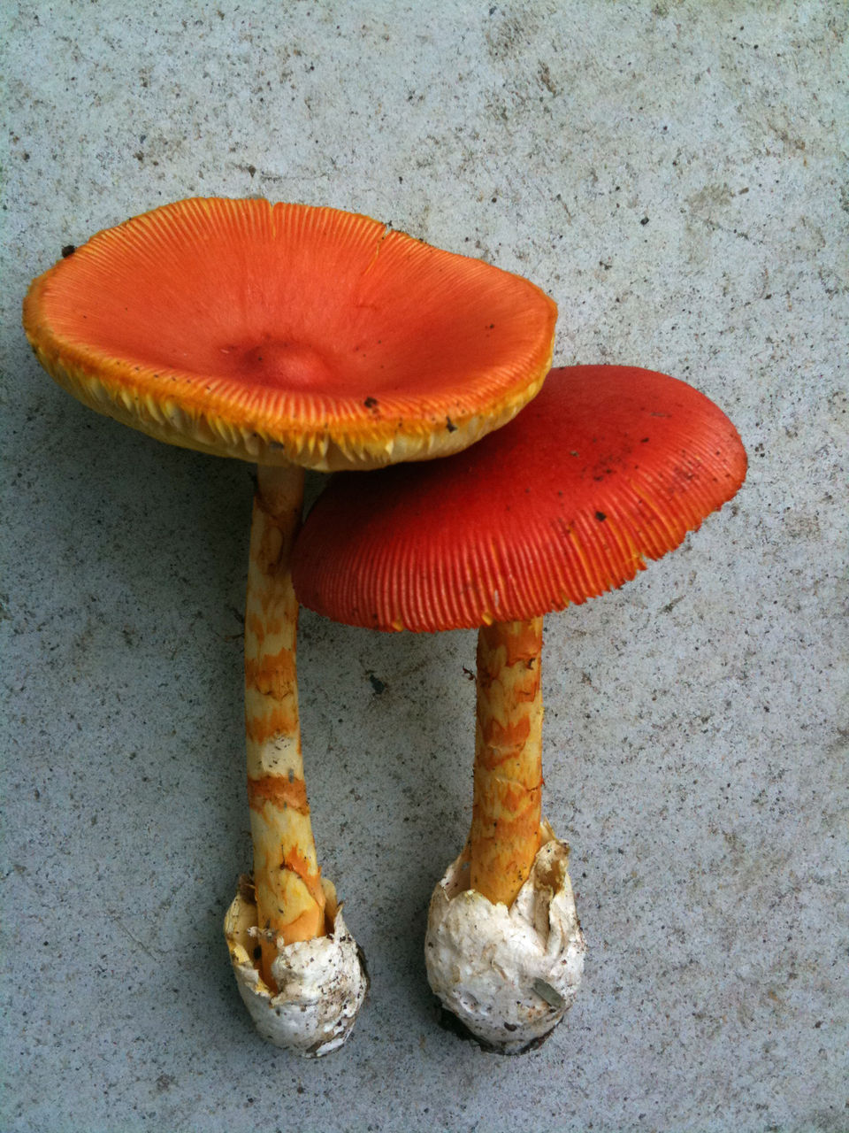 麻生区 はるひ野 若葉台 黒川の生活事典 卵茸 たまごだけ メルヘンチックなキノコ