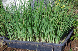 ���ޤͤ�����250