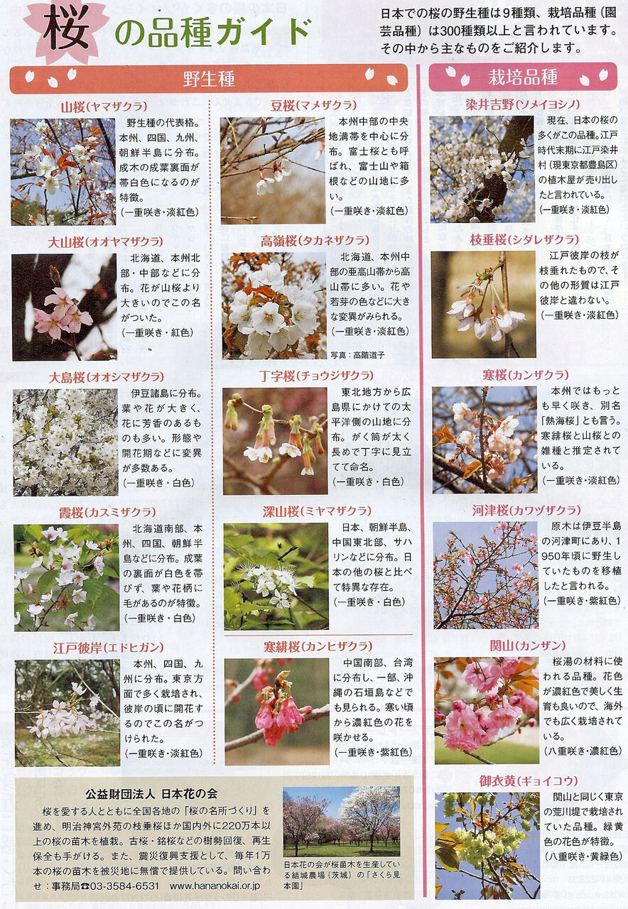 桜の品種ガイド読売生活情報誌2013April