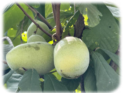 �ݥݡ�400