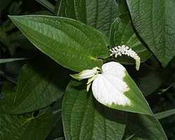 Ⱦ�����ʤϤ󤲤��礦��