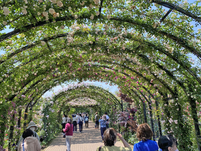 fローズアーチ2000