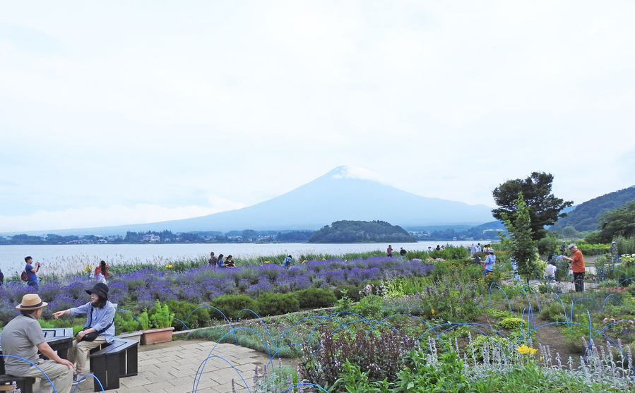 0富士山とラベンダー