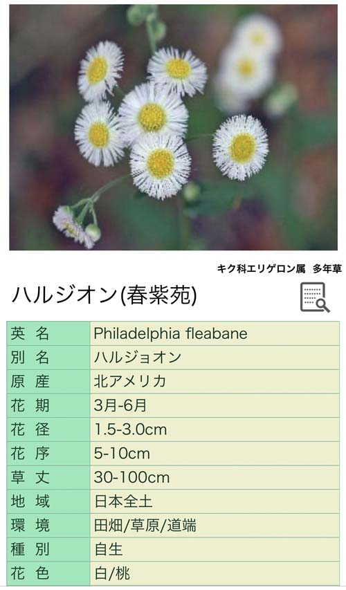 1ハルジオン解説500