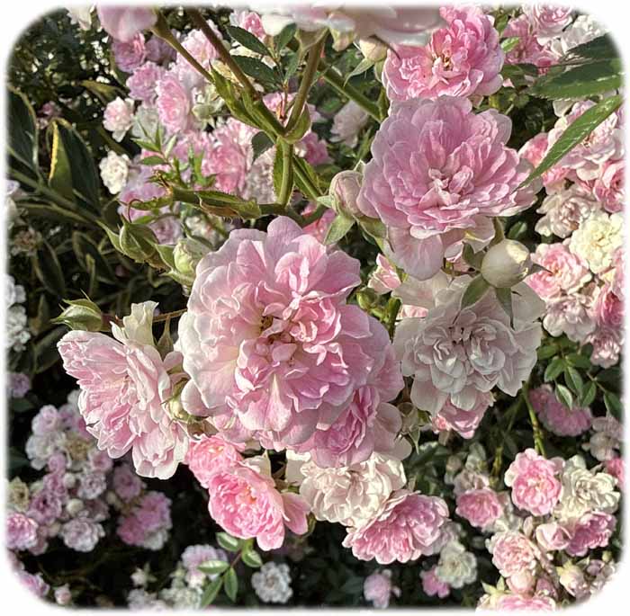 rose4700