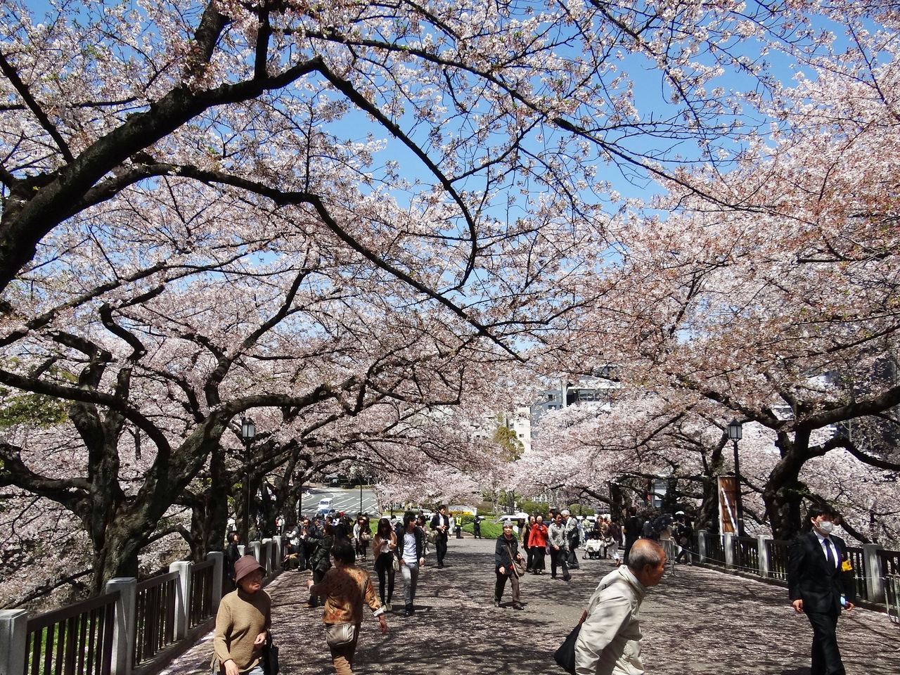 麻生区 はるひ野 若葉台 黒川の生活事典 江戸城址へ桜見物 千鳥ヶ淵公園