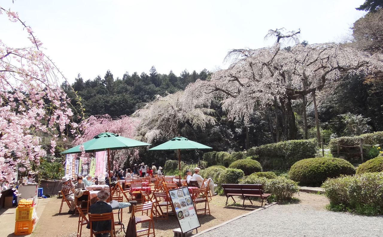 麻生区 はるひ野 若葉台 黒川の生活事典 長興山紹太寺の枝垂れ桜 かながわの名木１００選